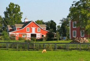 Bay Heaven Farm, Round Hill, Virginie, Cleveland Bay