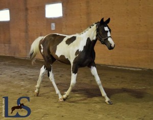 éleveur, cheval, chevaux, warmblood, pintos