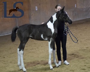 éleveur, cheval, chevaux, warmblood, pintos