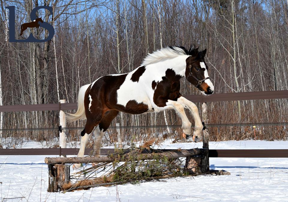 Lover Sporthorses, warmblood, pintos, élevage, éleveur, cheval, chavaux
